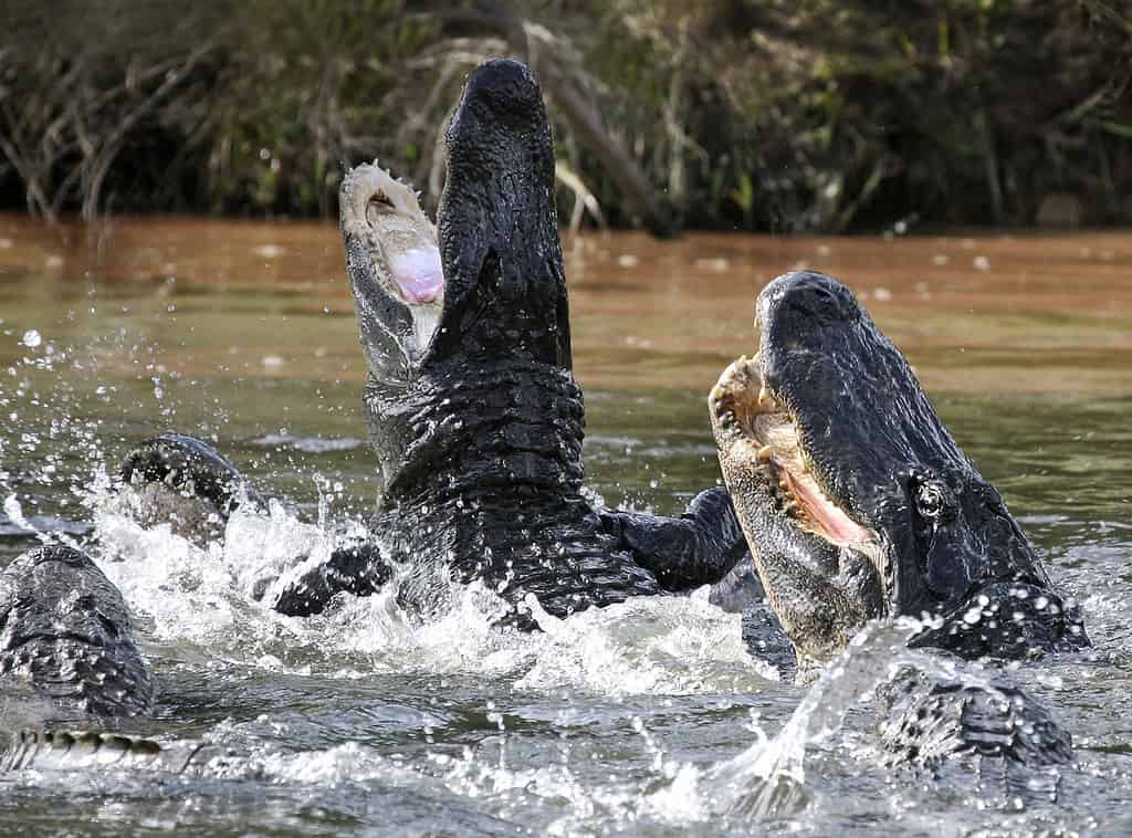 attacco dell'alligatore