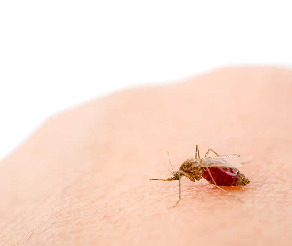 Zanzara anofele sulla pelle umana