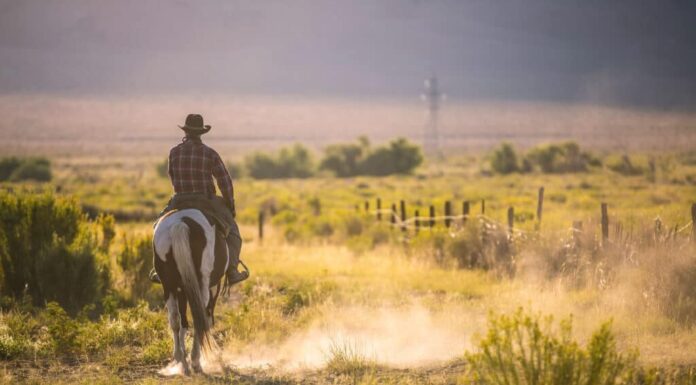 Cavallo da cowboy