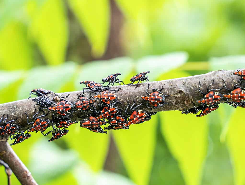 Lanterna maculata, insetto, ninfa, giardino, uovo di animale