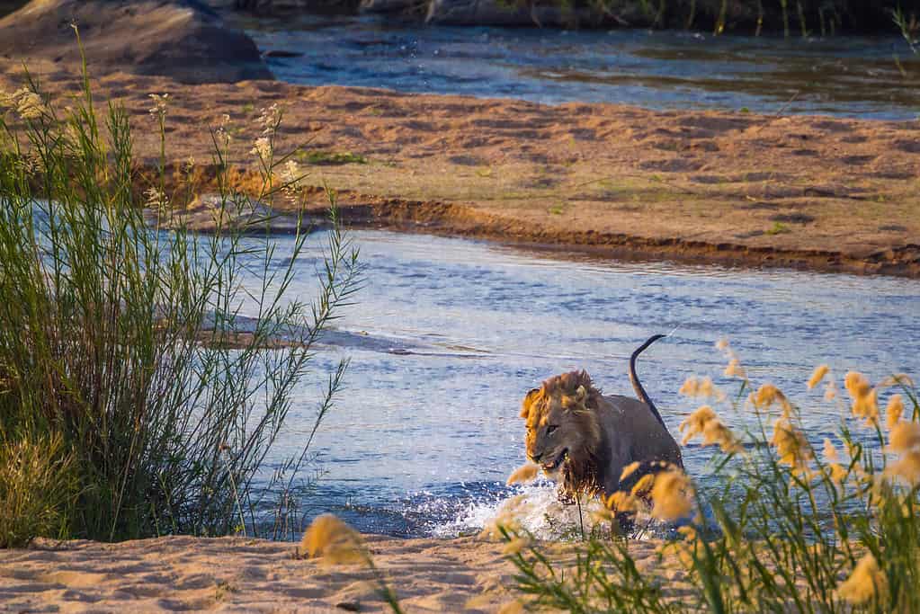 Leone africano maschio che salta fuori dal fiume nel Parco nazionale di Kruger, Sud Africa