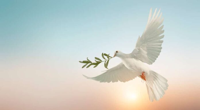 colomba bianca o piccione bianco che trasporta un ramo di foglie di olivo su sfondo pastello e tracciato di ritaglio e giornata internazionale della pace, prega per l'Ucraina e il concetto di nessuna guerra