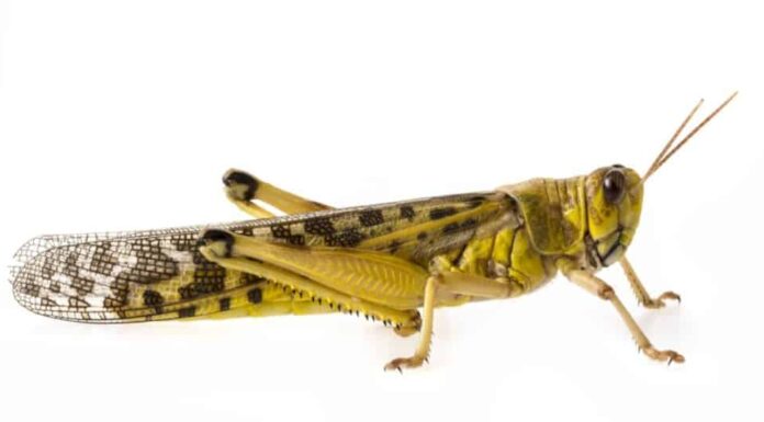 Schistocerca gregaria - la locusta del deserto isolata su sfondo bianco