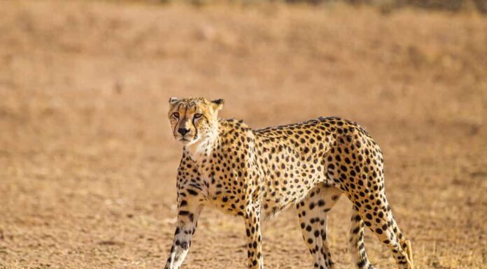 Cheetah Male che cammina lungo il letto del fiume nel Parco transfrontaliero di Kgalagadi