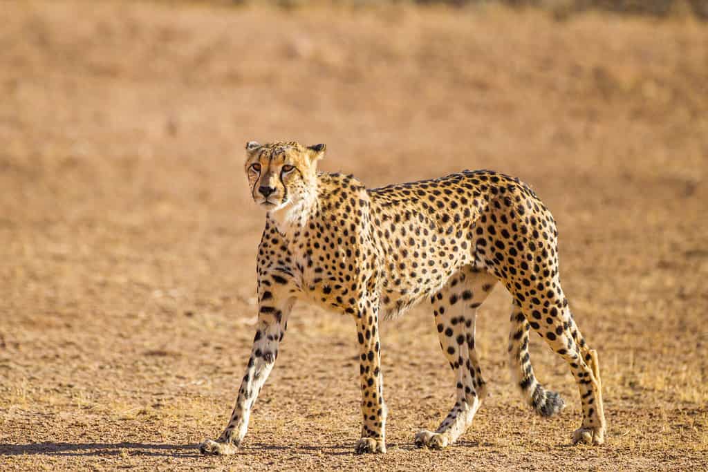 Cheetah Male che cammina lungo il letto del fiume nel Parco transfrontaliero di Kgalagadi