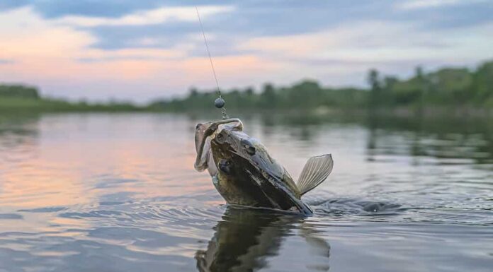 I walleye sono tra i pesci selvatici più popolari del Nord America.