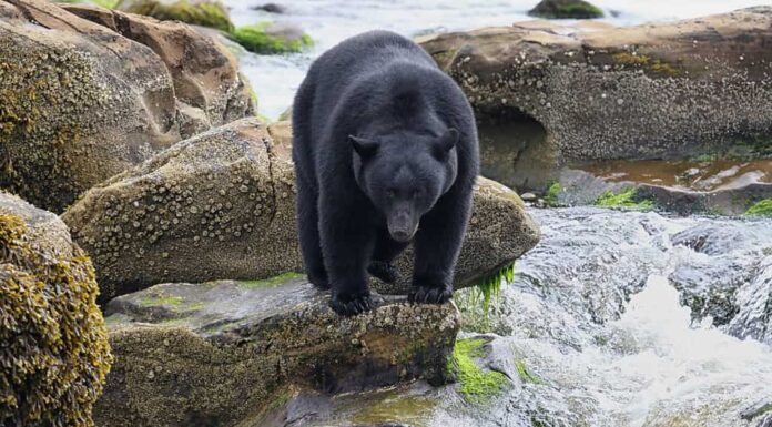 Orso nero vicino al fiume che pesca