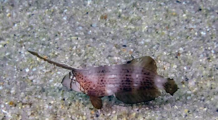 Un giovane pesce rasoio pavone (Iniistius pavo)