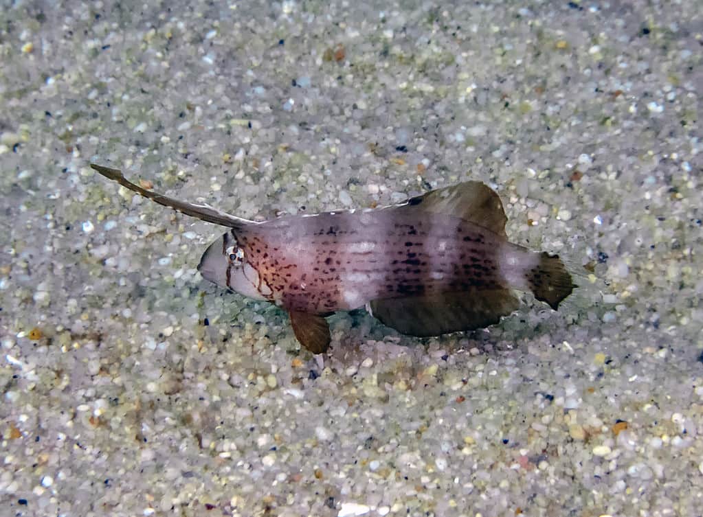 Un giovane pesce rasoio pavone (Iniistius pavo)