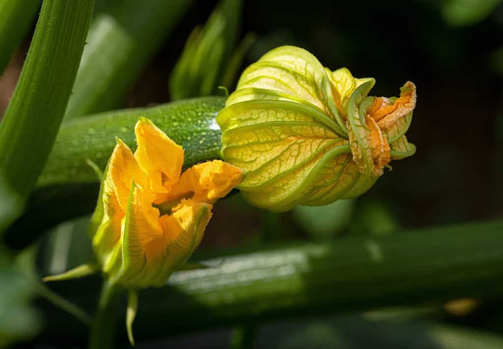 Particolare di una pianta di zucchina: davanti un fiore maschile e dietro un fiore femminile con frutto