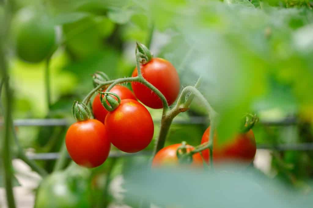 Pomodori a grappolo - varietà 'Principe Borghese' - coltivati ​​sulla pianta in un orto domestico biologico