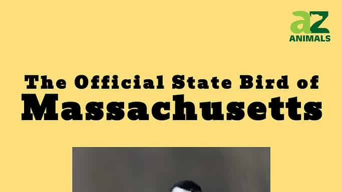 L'uccello ufficiale dello stato del Massachusetts è la cinciallegra dal cappuccio nero.