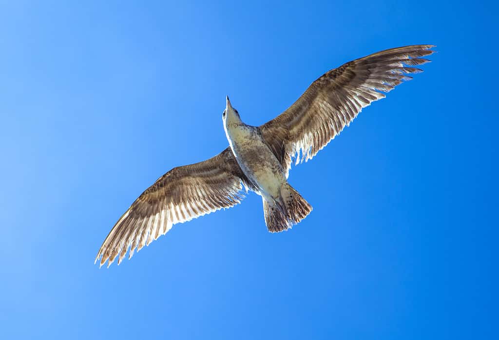 gabbiano che vola nel cielo blu