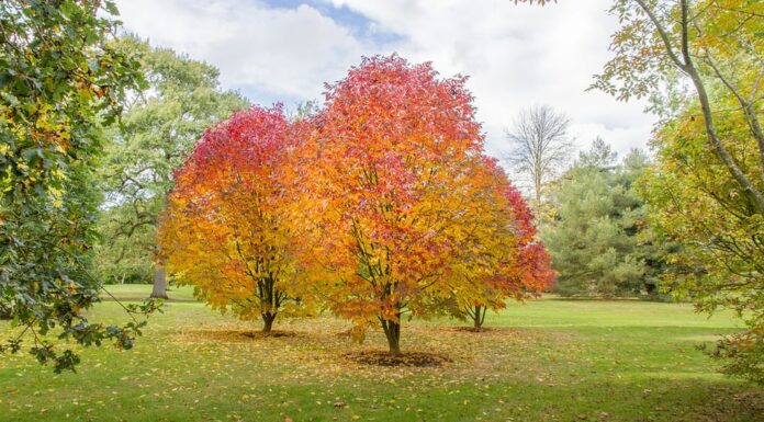 Frassino bianco (Fraxinus americana) nel display a colori per il sole autunnale