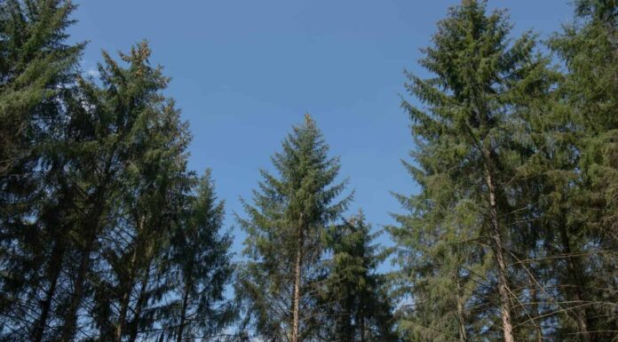 Fogliame estivo su alberi di abete rosso Sitka sempreverdi (Picea sitchensis) che crescono in una foresta boschiva con uno sfondo di cielo azzurro luminoso nel Devon rurale, Inghilterra, Regno Unito