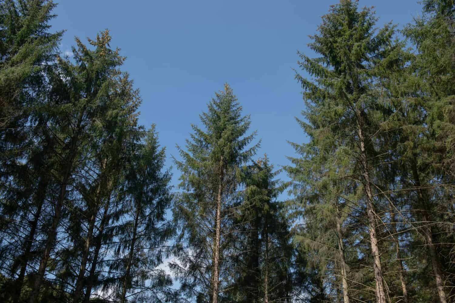 Fogliame estivo su alberi di abete rosso Sitka sempreverdi (Picea sitchensis) che crescono in una foresta boschiva con uno sfondo di cielo azzurro luminoso nel Devon rurale, Inghilterra, Regno Unito
