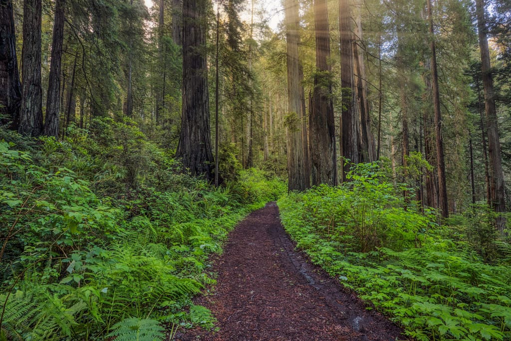 Raggi di sole e percorso attraverso felci e alberi di sequoia, Del Norte Coast Redwoods State Park, Damnation Creek Trail, California