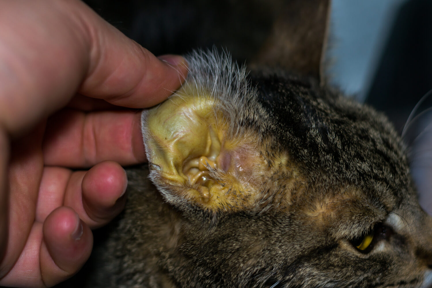 gatto adulto con insufficienza epatica, pelle itterica e disidratazione