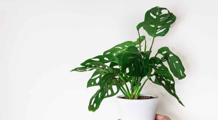 Mani che tengono la pianta della maschera di scimmia monstera (Monstera Obliqua o Monstera adansonii) in vaso di fiori su sfondo bianco.  Concetto di giungla urbana, coltivazione di piante in casa