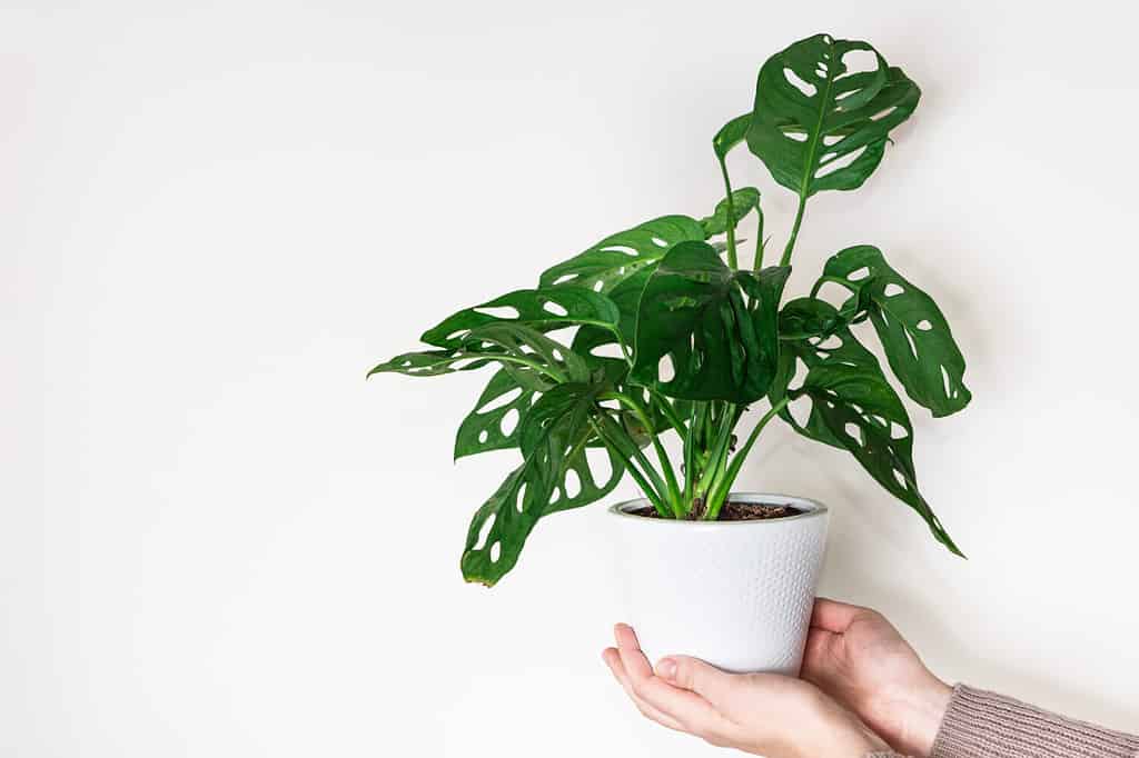 Mani che tengono la pianta della maschera di scimmia monstera (Monstera Obliqua o Monstera adansonii) in vaso di fiori su sfondo bianco.  Concetto di giungla urbana, coltivazione di piante in casa