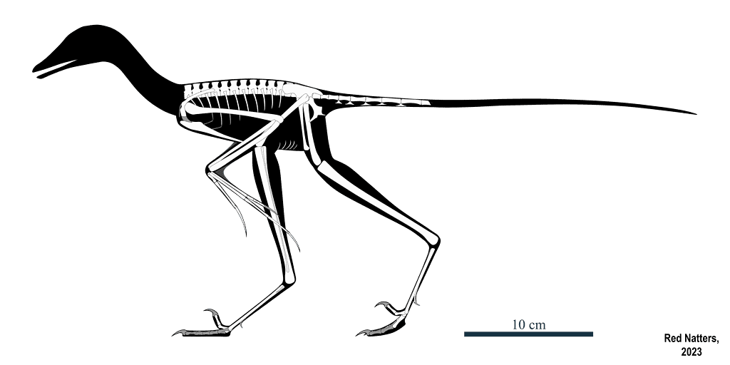 Ricostruzione dello scheletro prodigioso di Fujianvenator