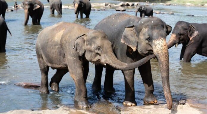 Gli elefanti sono mammiferi: gli elefanti che fanno il bagno