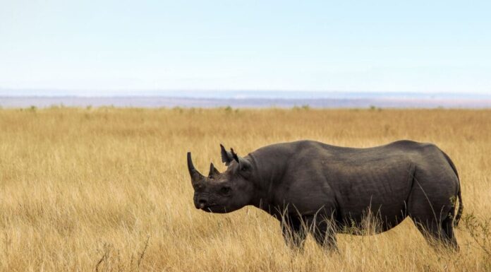 Rinoceronte nero, rinoceronte, savana, Tanzania, animale