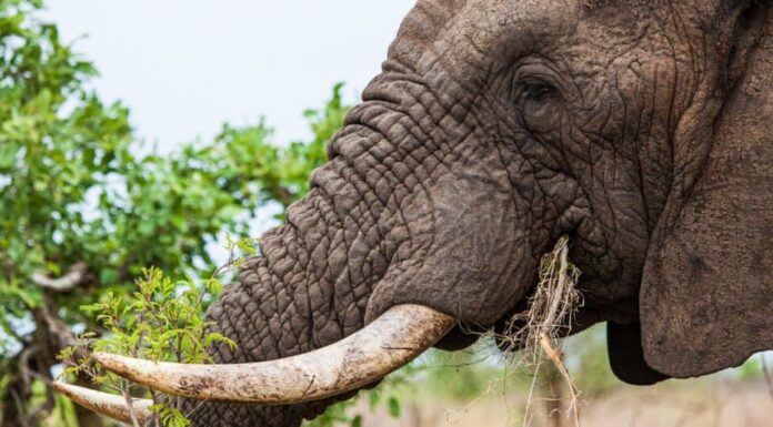 elefante in cerca di cibo