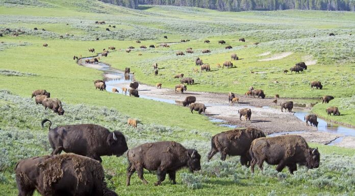 Mandria di bisonti nel Parco Nazionale di Yellowstone