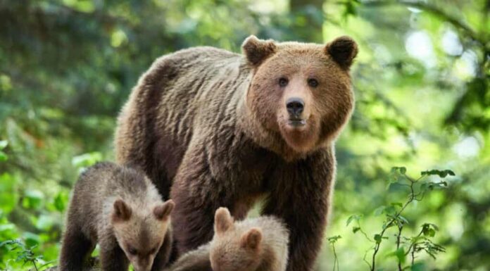 Orso bruno da vicino