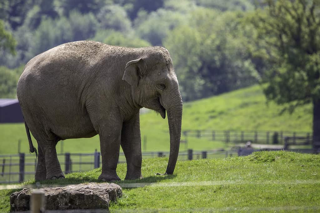 Bellissima vista di un elefante adulto che cammina nello zoo ZSL Whipsnade, Regno Unito