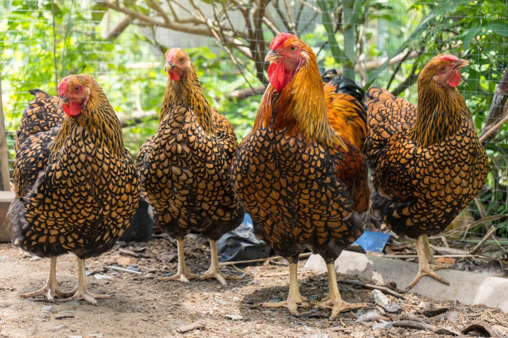 Gruppo di polli Wyandotte con lacci dorati in fila.