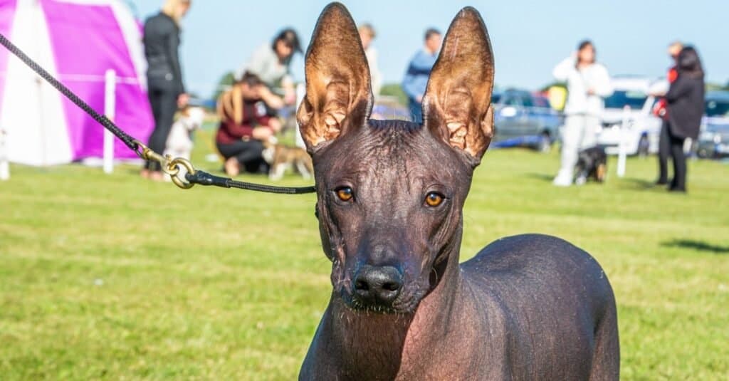 I cani Xolo sono glabri, cani con molta energia.