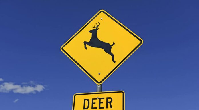 Segnale di avvertimento di attraversamento dei cervi sulla strada