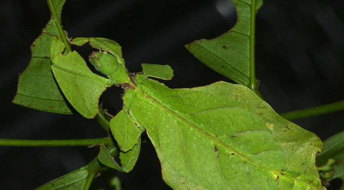 10 insetti diversi che sembrano foglie
