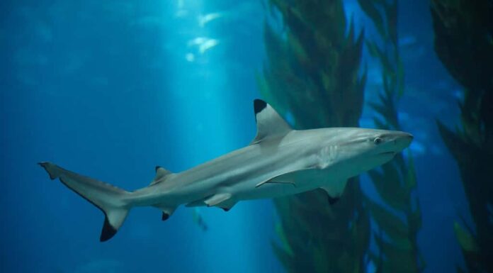 Squalo pinna nera del reef (Carcharhinus melanopterus).