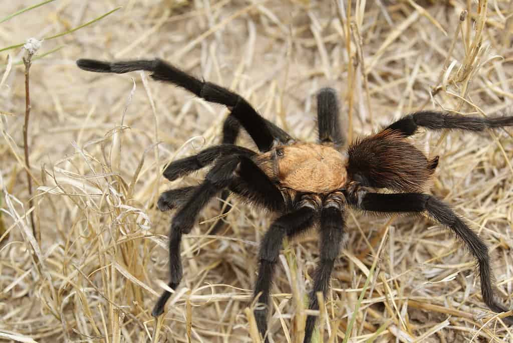 Tarantola abbronzata del Texas (Aphonopelmas anax)