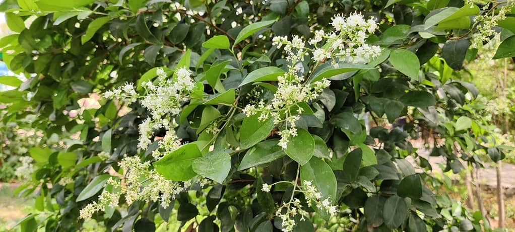 Ligustrum japonicum (ligustro con foglie di cera o ligustro giapponese) fiori su un albero nel parco