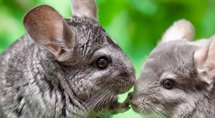 coppia di cincillà grigio carino seduto su sfondo verde con foglie