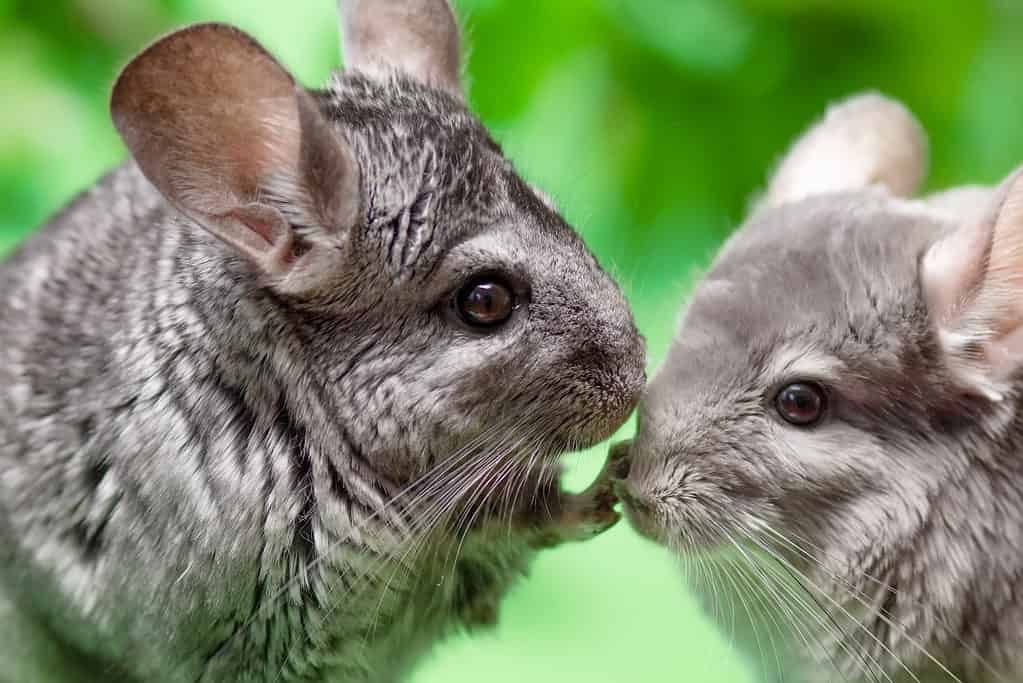 coppia di cincillà grigio carino seduto su sfondo verde con foglie