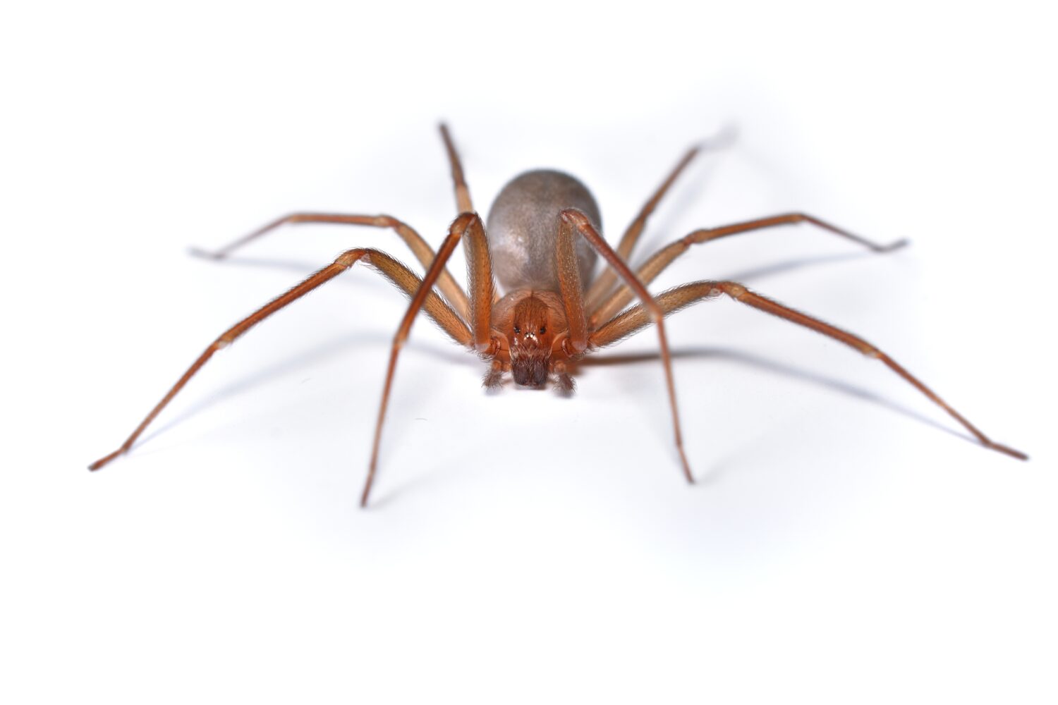 Immagine ravvicinata di una femmina del ragno recluso mediterraneo Loxosceles rufescens (Araneae: Sicariidae), un ragno importante dal punto di vista medico con veleno citotossico fotografato su sfondo bianco.