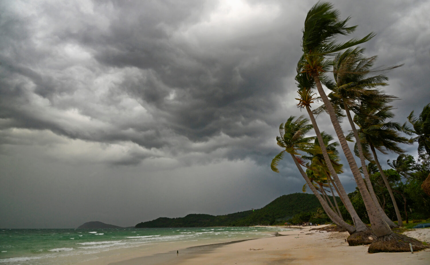 Palma all'uragano.  Spiaggia della stella, isola di Phu Quoc, Vietnam