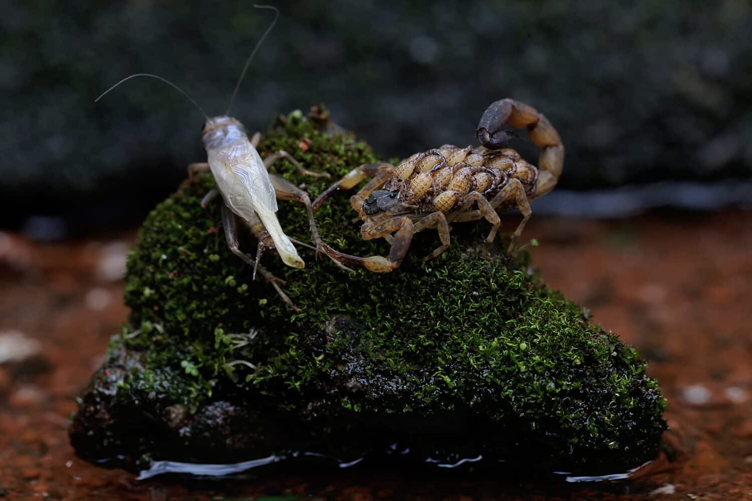 Uno scorpione cinese adulto che nuota mangia un grillo mentre trasporta i suoi piccoli sulla schiena.  Questo Scorpione ha il nome scientifico Lychas mucronatus.
