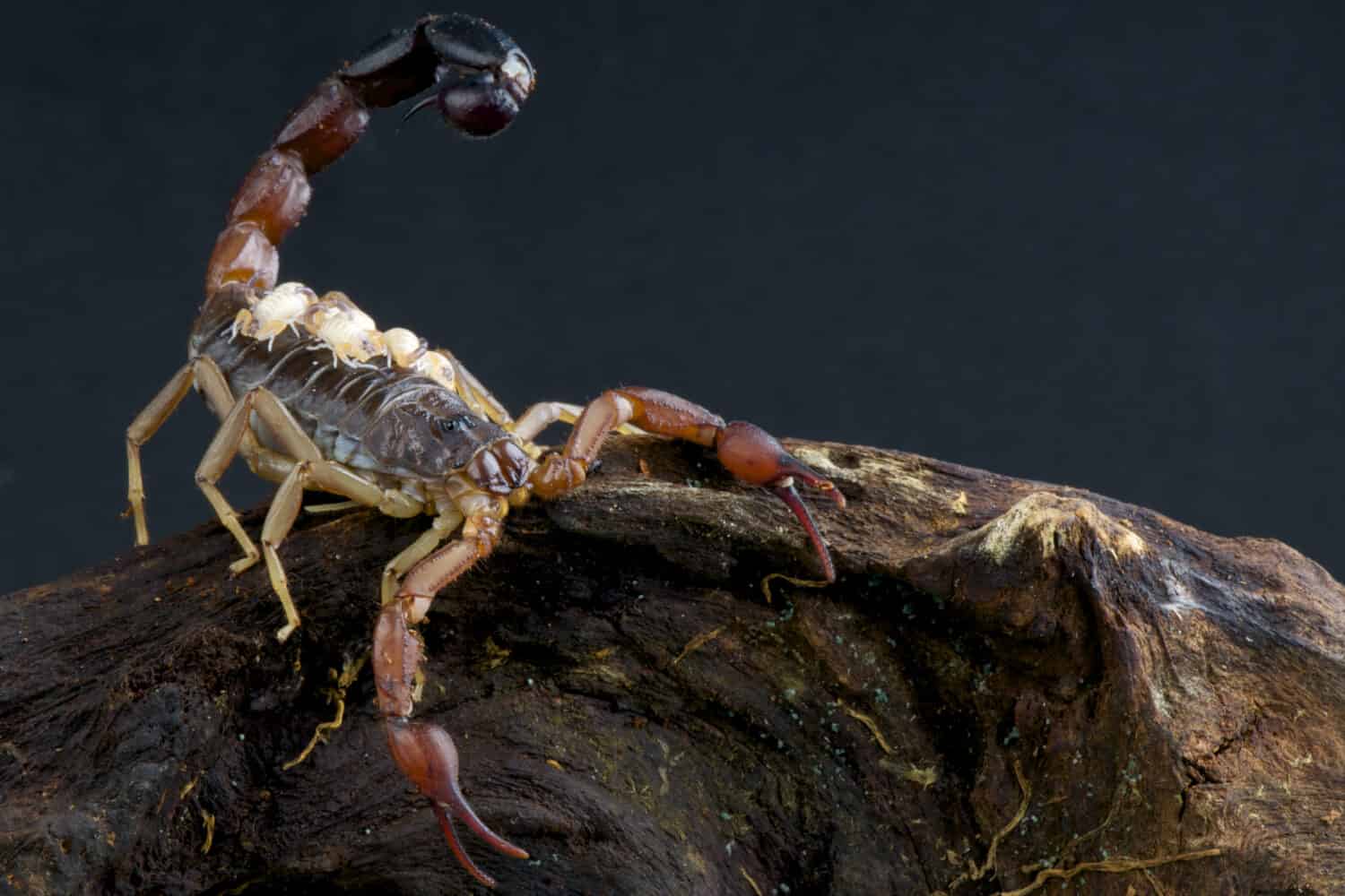 Scorpione con bambini / Grosphus flavopiceus