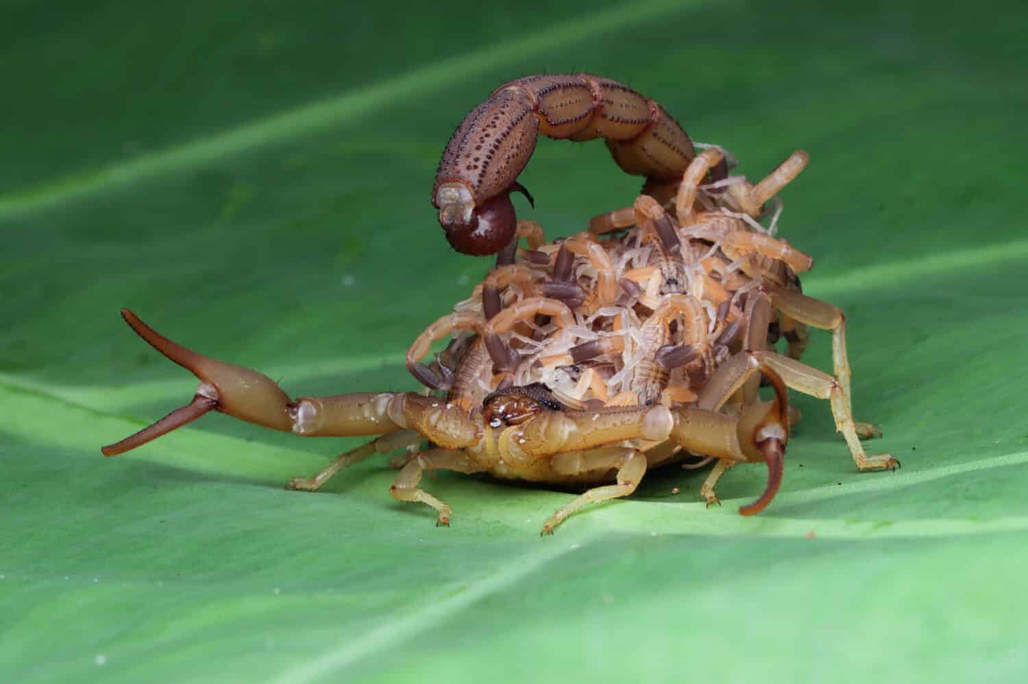 Scorpione Hottentotta con bambino sul corpo, vista laterale dello scorpione Hottentotta su foglie verdi