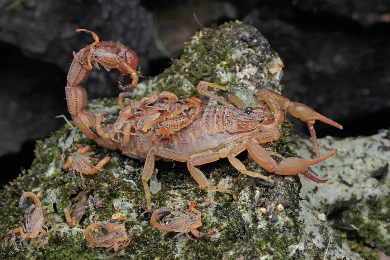 Una madre scorpione tiene in braccio i suoi piccoli per proteggerli dagli attacchi dei predatori.  Questo animale velenoso ha il nome scientifico Hottentotta hottentotta.