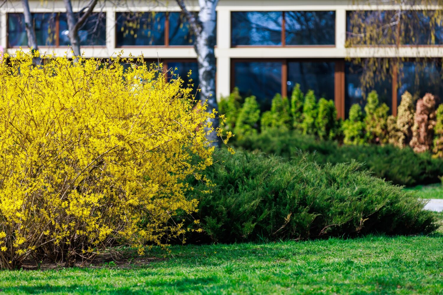 Cespuglio giallo di Forsythia di fioritura in primavera.  Messa a fuoco selettiva.  Sfondo con spazio per copiare testo o iscrizione
