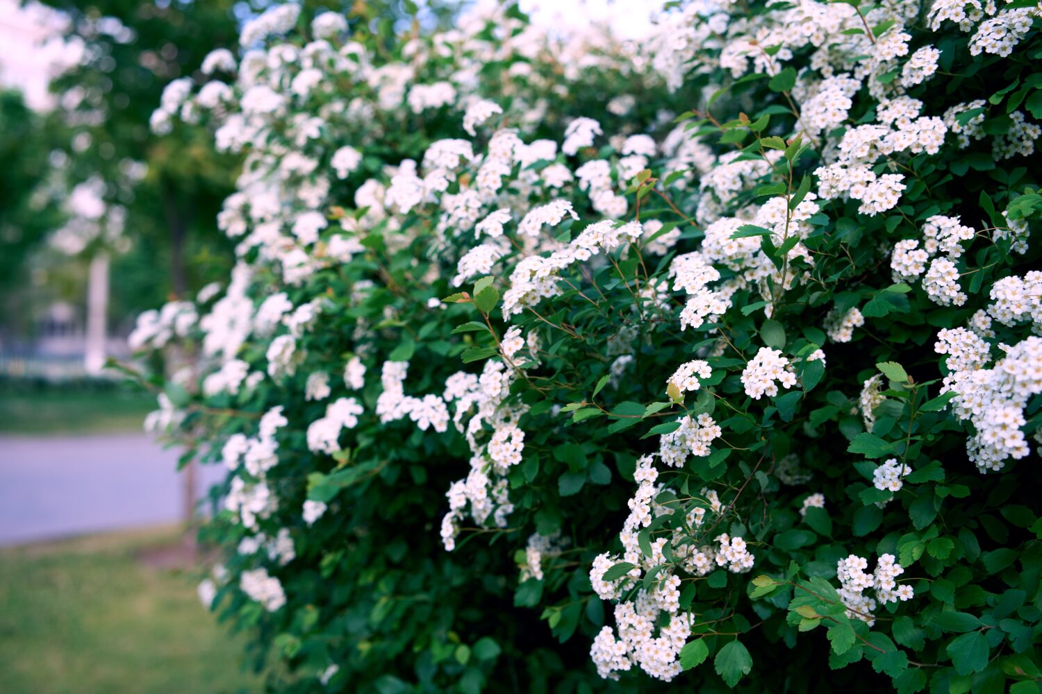 Spirea di Bush Vanhoutte.  Arbusto a fioritura primaverile con molti fiori bianchi - Spirea, vista generale.  Conosciuta anche come spiraea di Reeve, spirea di Bridalwreath, Meadowsweet, Double White May o May Bush.
