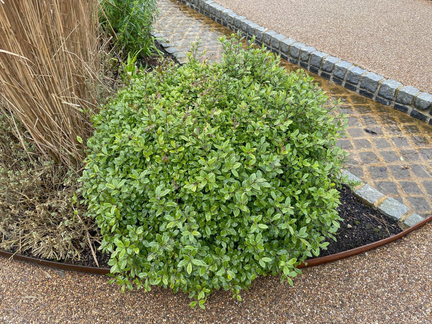 Fogliame invernale verde e lussureggiante su un arbusto di Pittosporum (Pittosporum tenuifolium 'pallina da golf') che cresce in un giardino acquatico nel Devon rurale, Inghilterra, Regno Unito