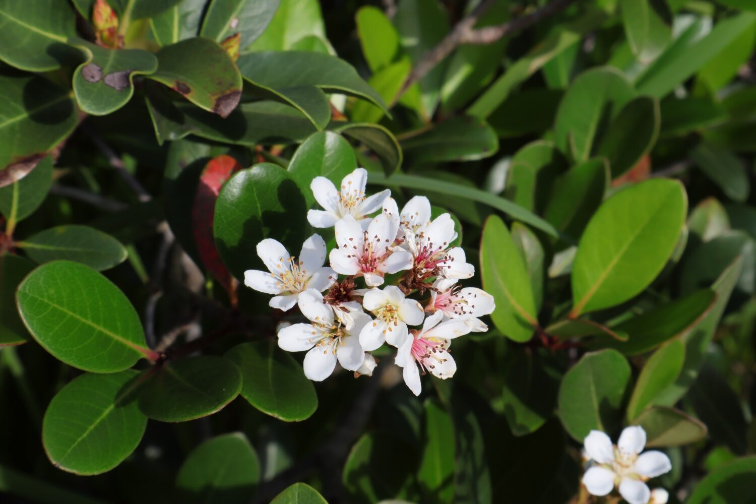 Una profusione di fiori piccoli e bianchi di Yedda Hawthorn.  (Rhaphiolepis umbellata) 